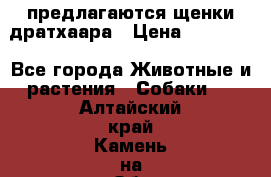 предлагаются щенки дратхаара › Цена ­ 20 000 - Все города Животные и растения » Собаки   . Алтайский край,Камень-на-Оби г.